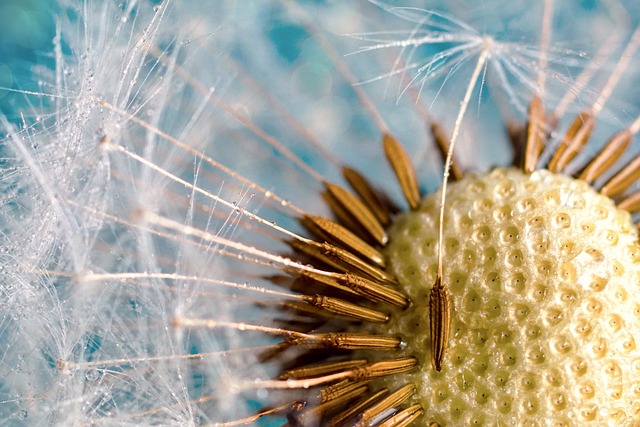 Dandelion seeds releasing into the wind against a soft blue sky