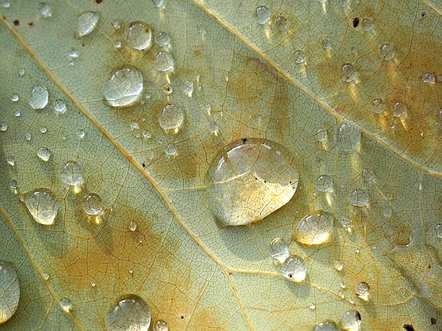 Water droplets resting on a golden autumn leaf